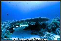 Big table Coral. Taken Nikon D60 in Easydive housing with... by Francesco Pacienza 